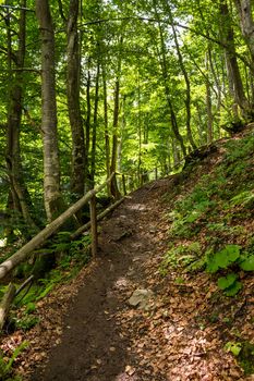 wide trail with a wooden fence near the lawn in the shade of pine trees of green forest