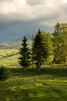 asphalt road going  left, passes through the green shaded forest in mountains