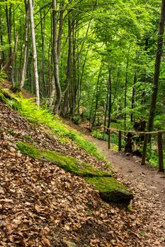 wide trail with a wooden fence near the lawn in the shade of pine trees of green forest