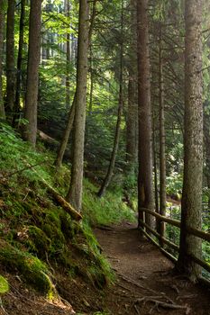 wide trail with a wooden fence near the lawn in the shade of pine trees of green forest