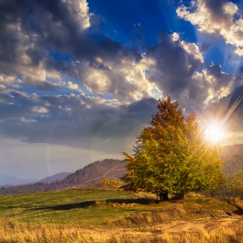 mountain autumn landscape. tree near meadow and forest on hillside under  sky with clouds at sunset