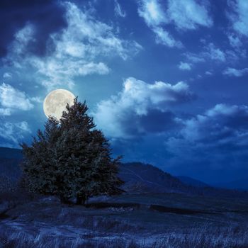 mountain autumn landscape. pine trees near meadow and forest on hillside under  sky with clouds at night in full moon light
