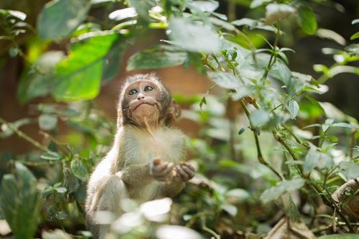 Little baby-monkey in monkey forest of Ubud Bali Indonesia