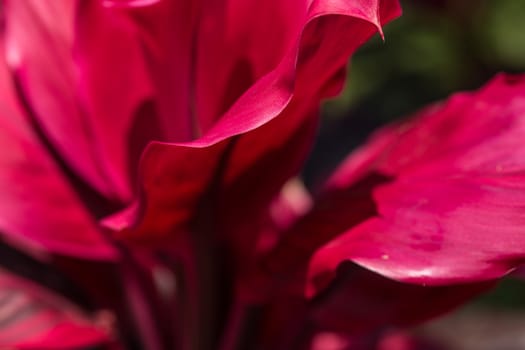 Close up colorful flower floral background, outside garden