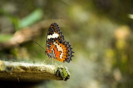 Beautiful colorful butterfly Bali Indonesia