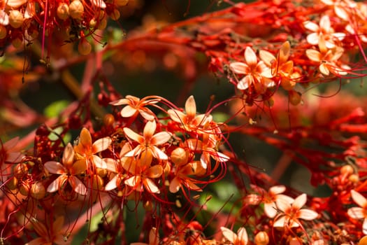 Close up colorful flower floral background, outside garden