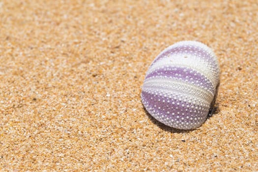 Purple cockleshell on sand in bali