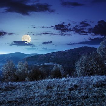 autumn yellow trees on hillside on background of mountain with coniferous forest at night in full moon light