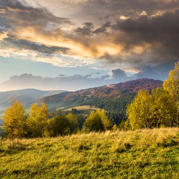 autumn yellow trees on hillside on background of mountain with coniferous forest at sunrise
