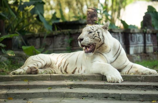 White Royal Bengal Tiger, Bali