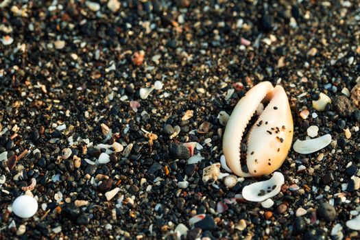 Little sea shells and stones on sand