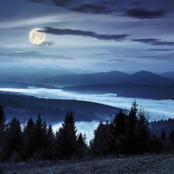 coniferous forest on hillside over foggy valley in autumn mountains at night in full moon light