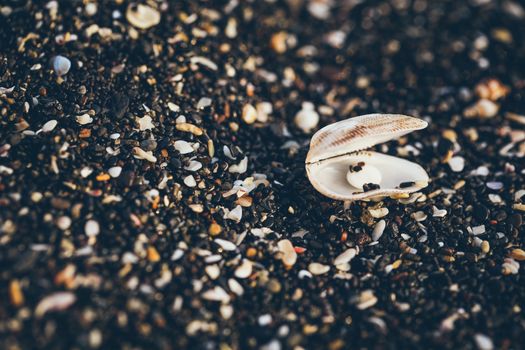 Little sea shells and stones on sand