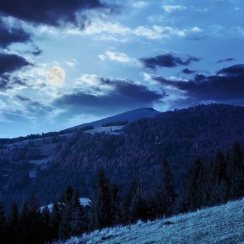 coniferous green forest on hillside meadow in front of a mountain at night in full moon light