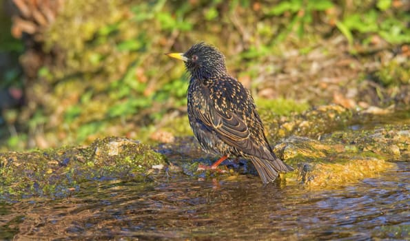 Common starling bathing water on the banks of the creek