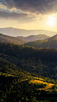 hill of mountain range with fir forest in autumn at sunset