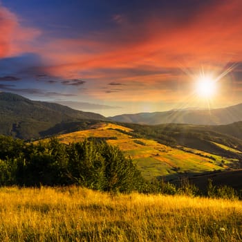 mountain landscape. trees near meadow and forest on hillside at sunset