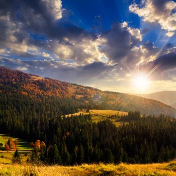 hill of mountain range with fir forest in autumn at sunset at sunset