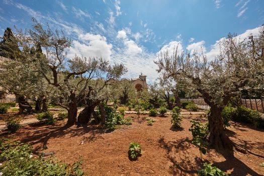 Gethsemane garden of olive trees at the olive mount, Jerusalem