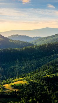 hill of mountain range with fir forest in autumn at sunrise