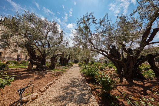 Gethsemane garden of olive trees at the olive mount, Jerusalem