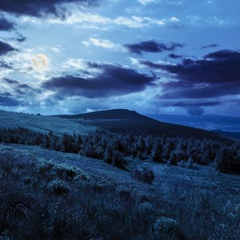 mountain range with pine forest on hillside at night in full moon light