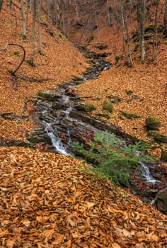 mountain river with stones and moss in the autumn forest near the mountain slope