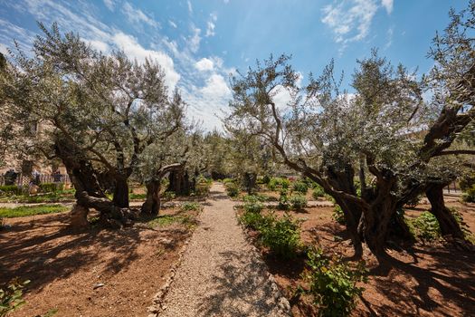 Gethsemane garden of olive trees at the olive mount, Jerusalem