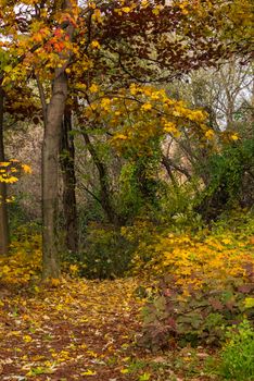 path in foliage in the shade of park trees