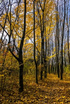 path in foliage in the shade of tall trees