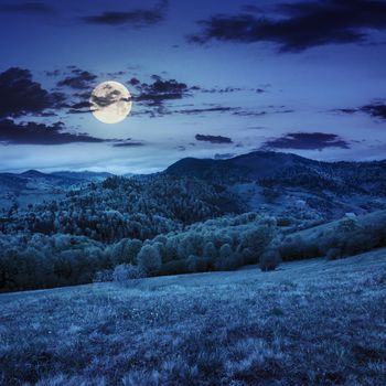 mountain summer landscape. trees near meadow and forest on hillside under  sky with clouds  at night in full moon light