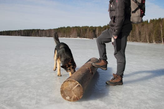 beautiful young Alsatian dog on the frozen lake