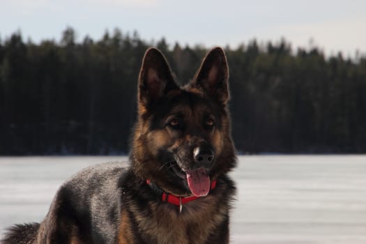 beautiful young Alsatian dog on the frozen lake