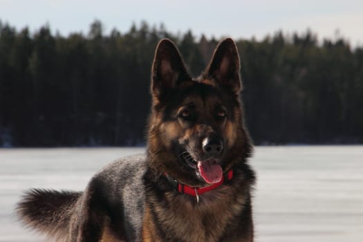 beautiful young Alsatian dog on the frozen lake