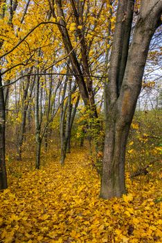 path in foliage in the shade of park trees