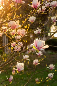 magnolia flowers close up on a blur green grass and leaves backlit background at sunset