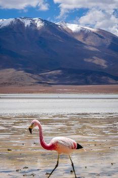 Pink flamingos in laguna Honda, sud Lipez altiplano reserva Eduardo Avaroa, Bolivia