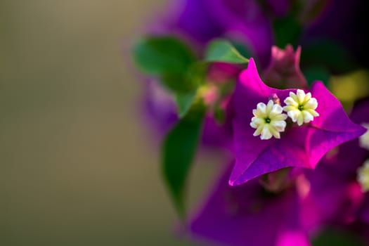 Close up colorful flower floral background, outside garden