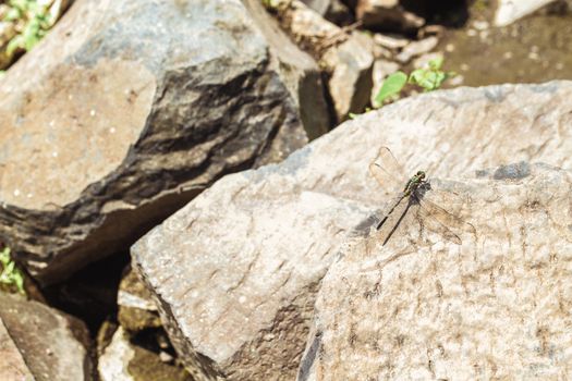 Dragonfly sits on the stone. Basking in the sun