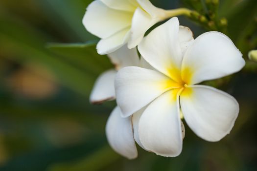 Close up colorful flower floral background, outside garden