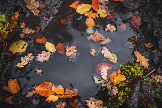 Autumn puddle after the rain with colorful autumn leaves in the dark water in autumn colors in the fall