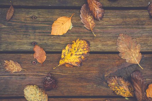 Autumn leafs on a wooden background in october with leafs in autumn colors from oak and beech trees in the fall