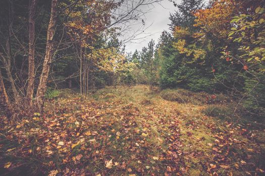 Autumn leaves on the ground in a Scandinavian forest in the fall