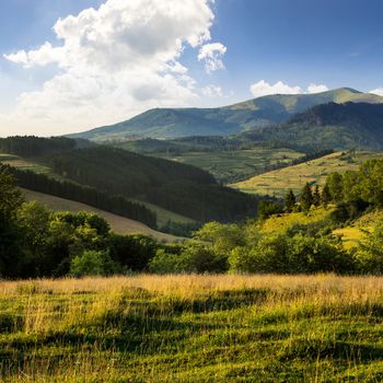 meadow on hillside near forest in mountains