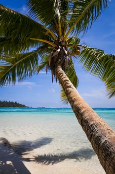 Paradise tropical beach and lagoon in Moorea Island. French Polynesia