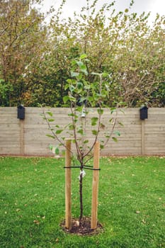 New planted apple tree in a garden in the fall