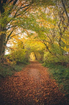 Forest trail surrounded by colorful trees in the fall with golden leaves covering the path in an fairytale environment