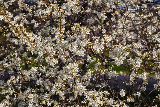 White cherry blossoms, spring flowering, floral background