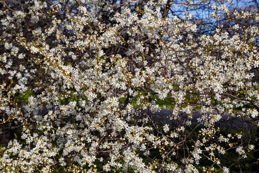 White cherry blossoms, spring flowering, floral background