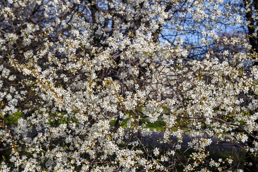 White cherry blossoms, spring flowering, floral background